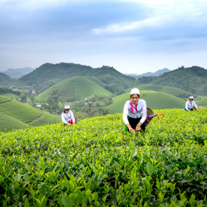 Slide 1 Home YVY (2)